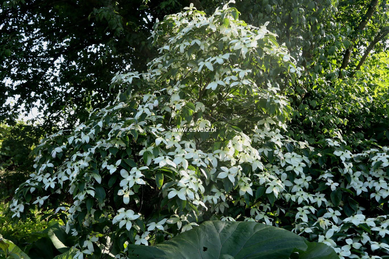 Cornus kousa 'Weaver's Weeping'