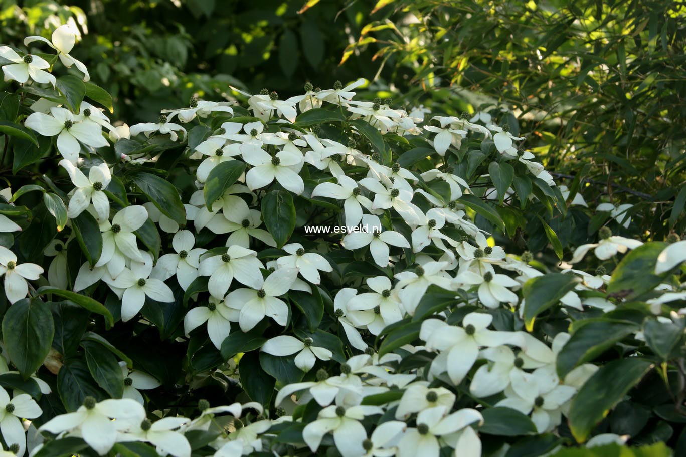 Cornus kousa 'Weaver's Weeping'