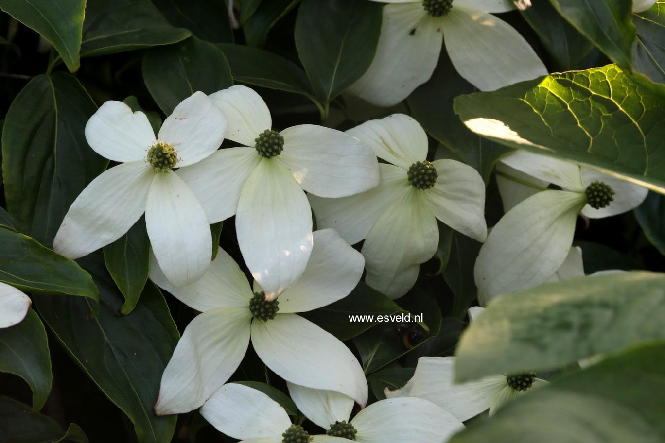 Cornus kousa 'Weaver's Weeping'