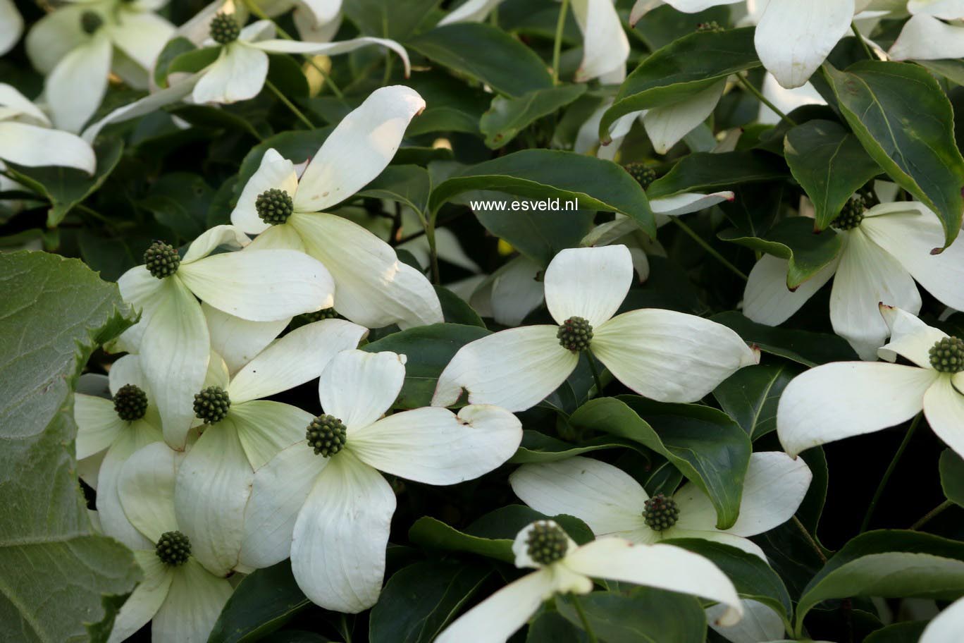 Cornus kousa 'Weaver's Weeping'