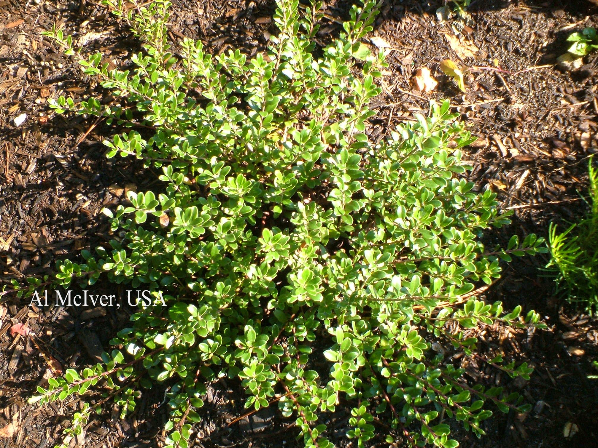 Arctostaphylos uva-ursi 'Massachusetts'