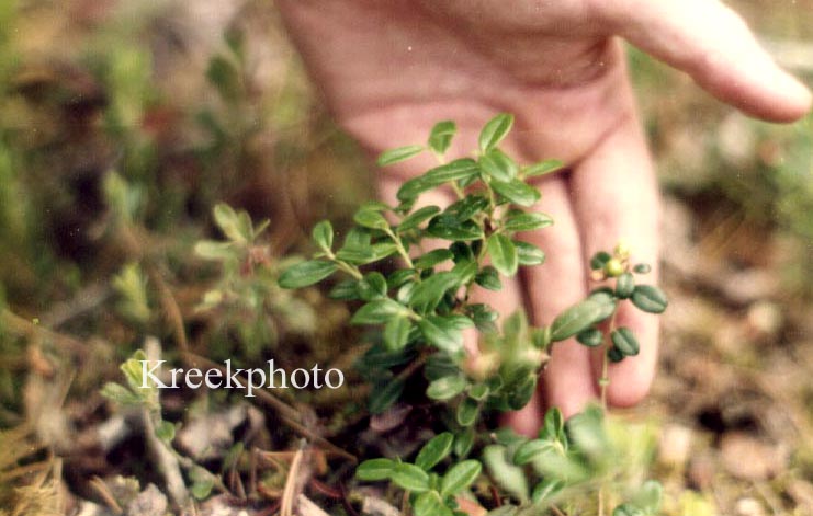 Vaccinium vitis-idaea