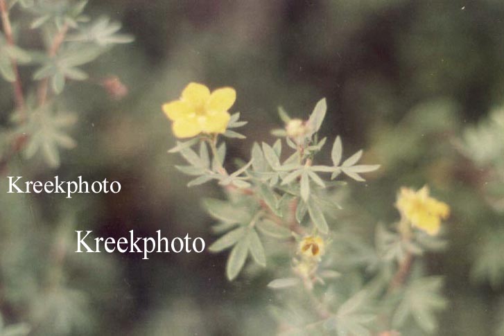 Potentilla fruticosa