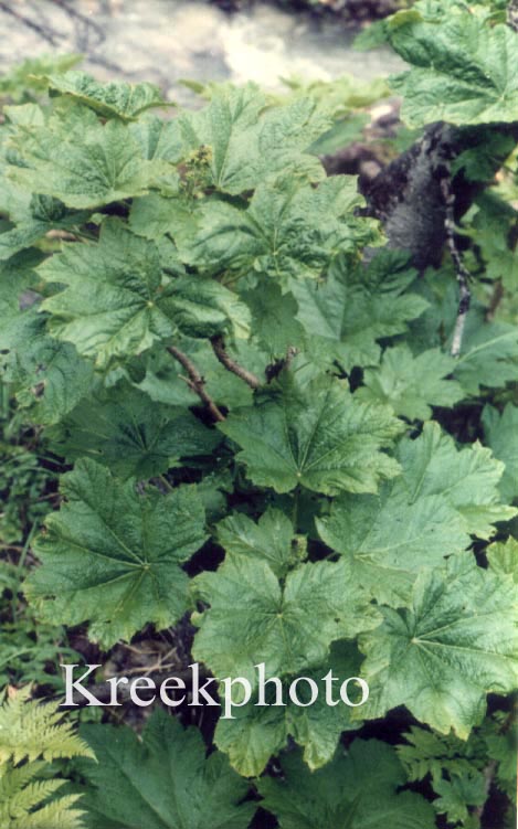 Oplopanax horridus