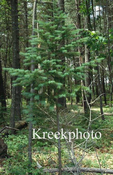 Tsuga canadensis