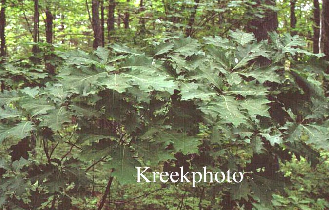 Quercus rubra