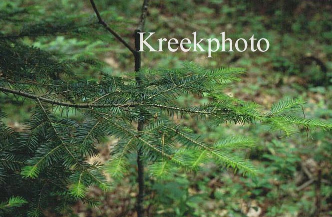 Tsuga canadensis