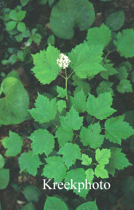 Viburnum acerifolium