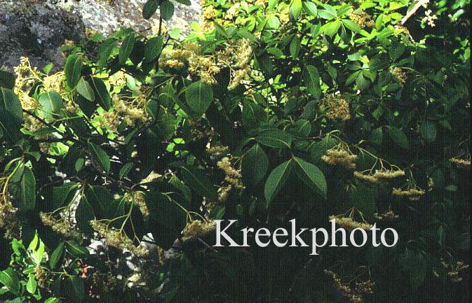 Viburnum cassinoides