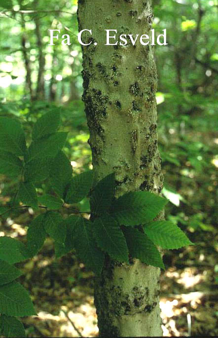 Carpinus caroliniana