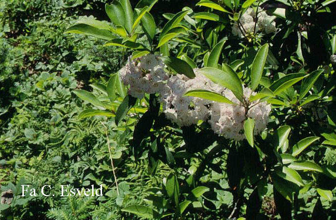 Kalmia latifolia