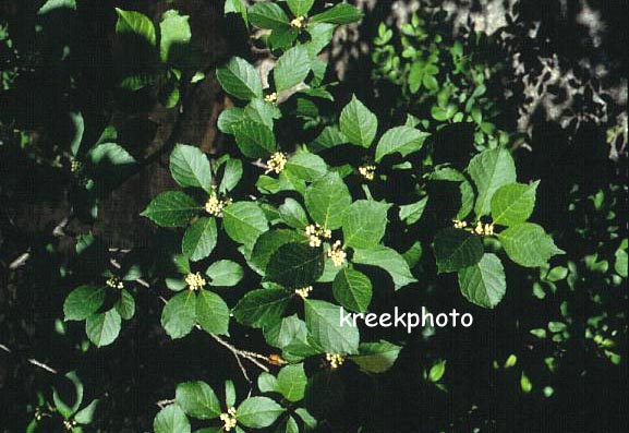 Ilex verticillata mnl.