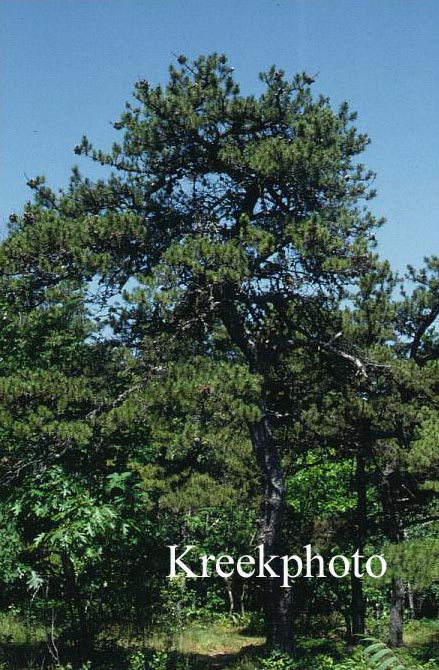 Pinus rigida