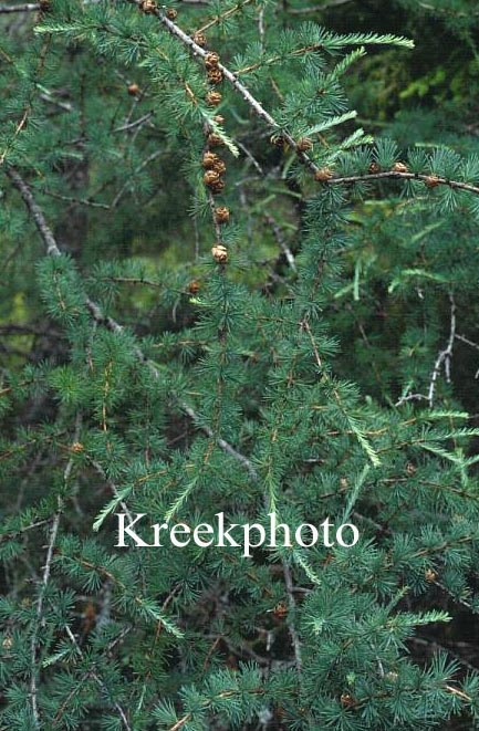 Larix laricina