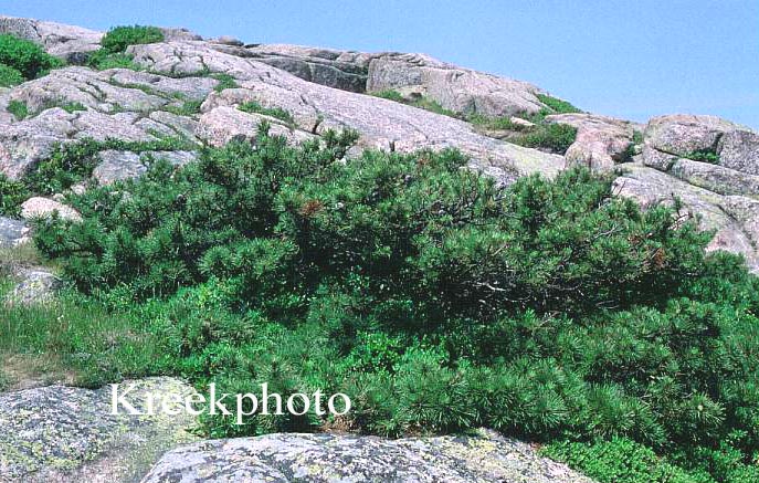 Pinus rigida