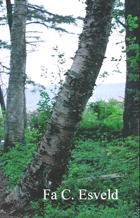 Betula alleghaniensis