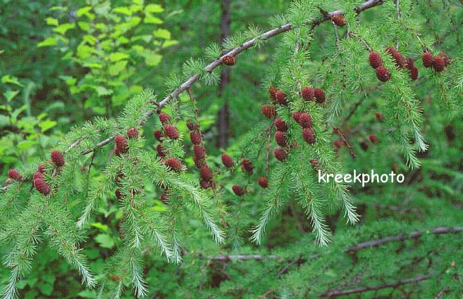 Larix laricina