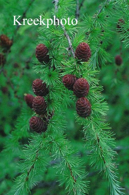 Larix laricina