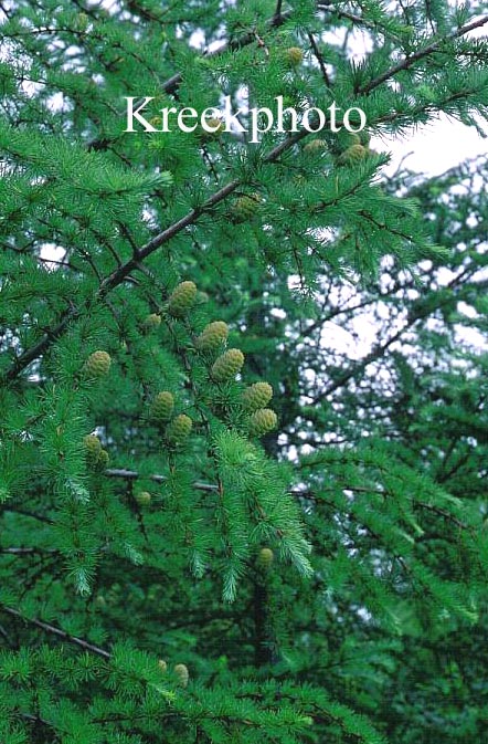 Larix laricina