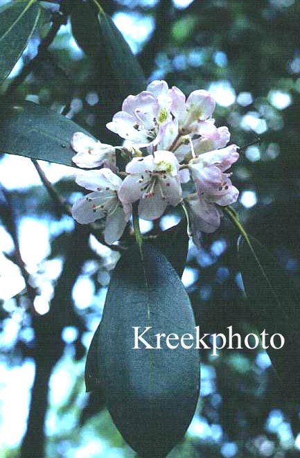 Rhododendron maximum