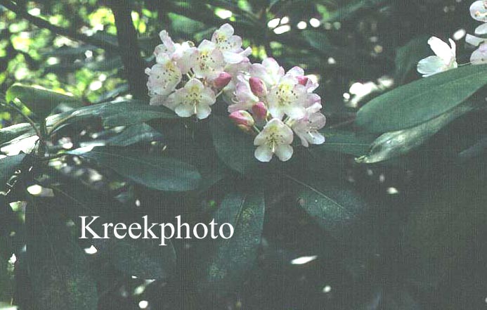 Rhododendron maximum