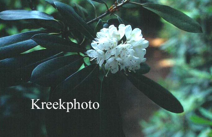 Rhododendron maximum