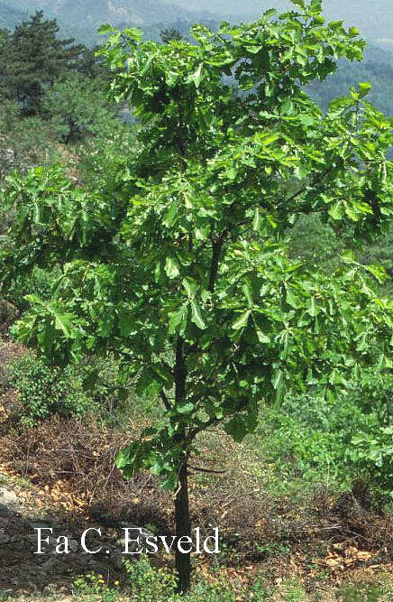 Quercus dentata