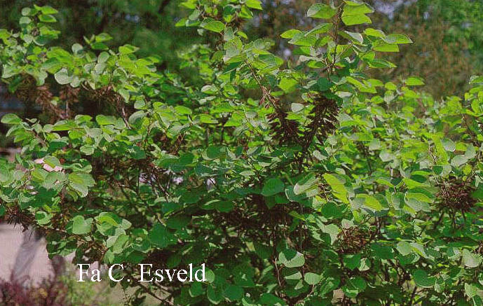 Cercis chinensis