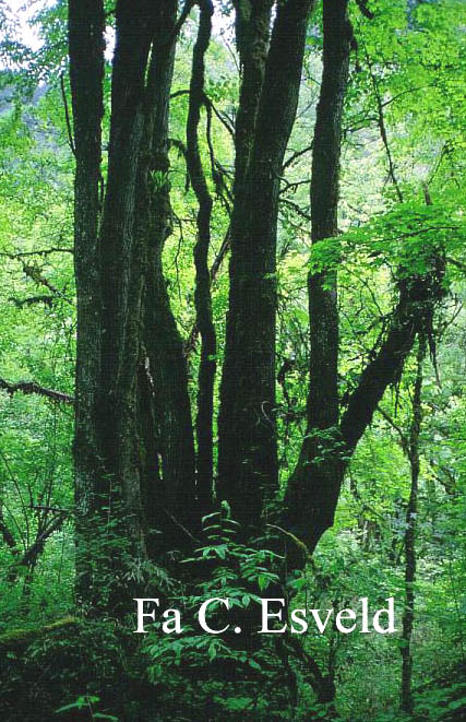 Betula utilis