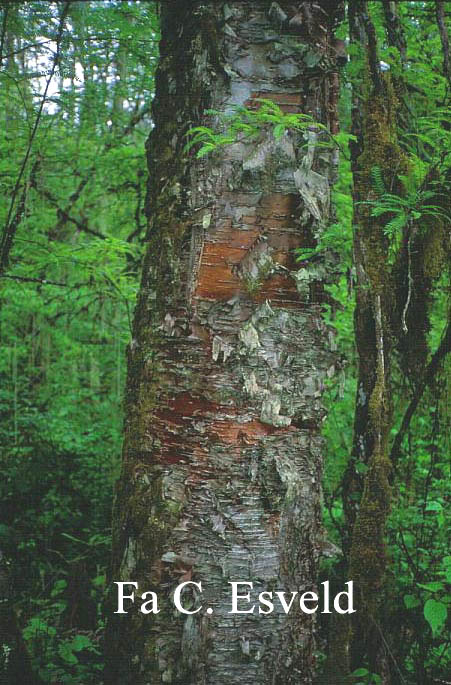 Betula utilis