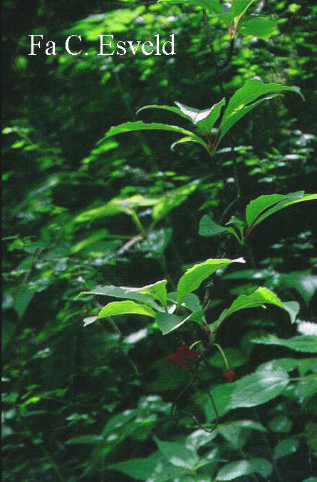 Schisandra rubriflora