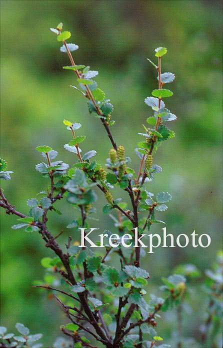 Betula nana