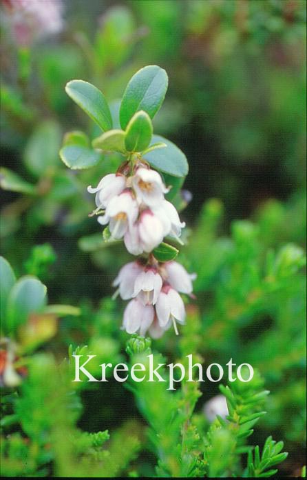 Vaccinium vitis-idaea