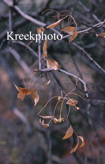 Fraxinus velutina