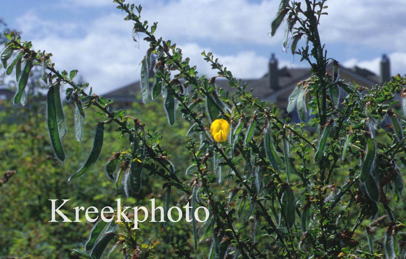 Cytisus scoparius