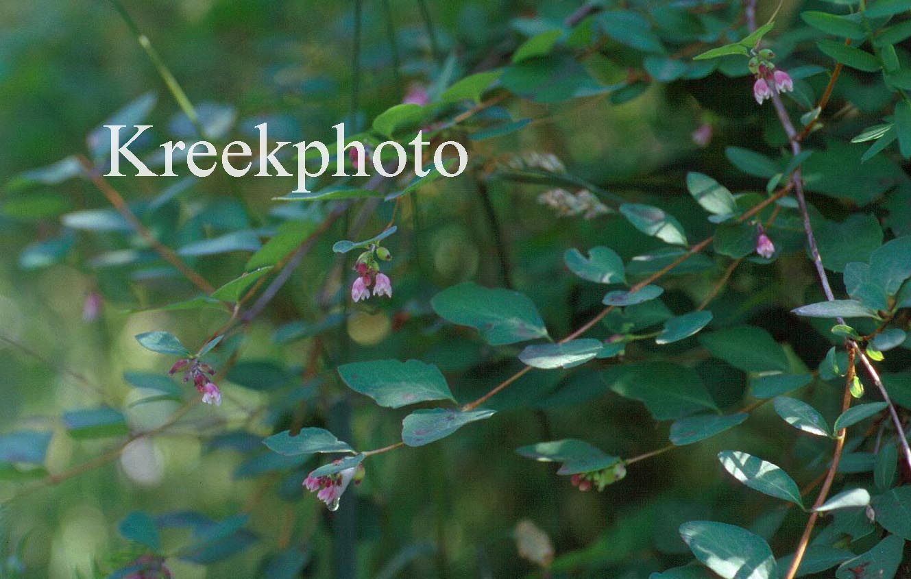 Symphoricarpos albus