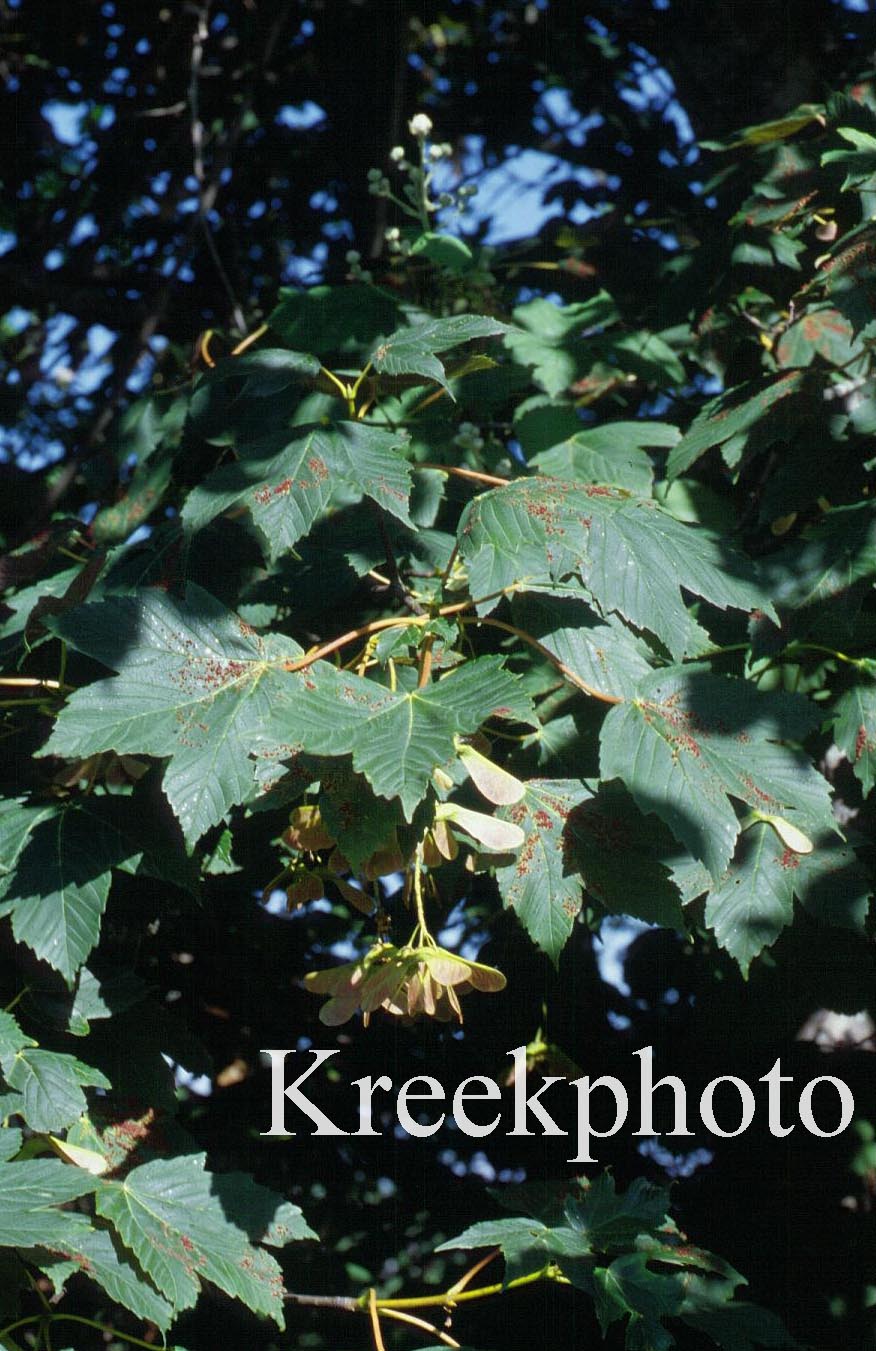 Acer circinatum