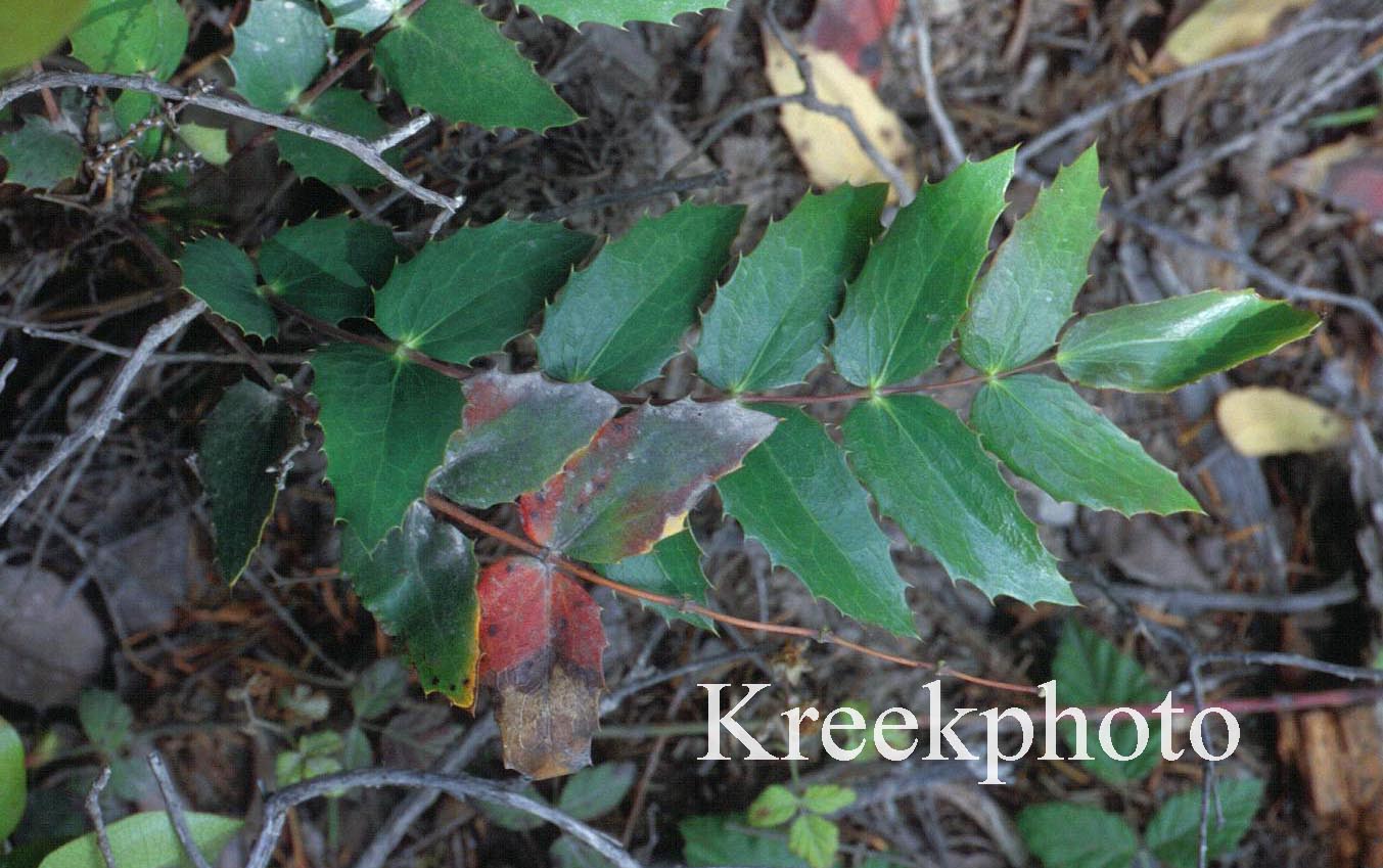 Mahonia nervosa