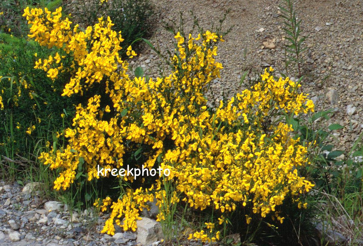 Cytisus scoparius