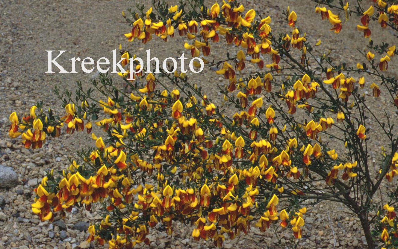 Cytisus scoparius