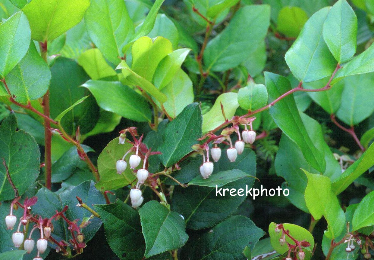 Gaultheria shallon