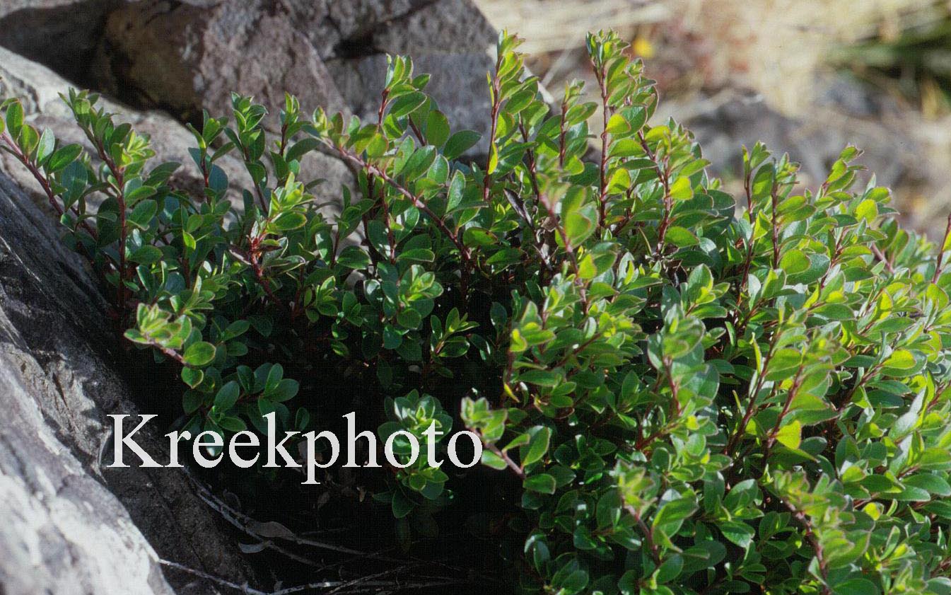 Vaccinium vitis-idaea