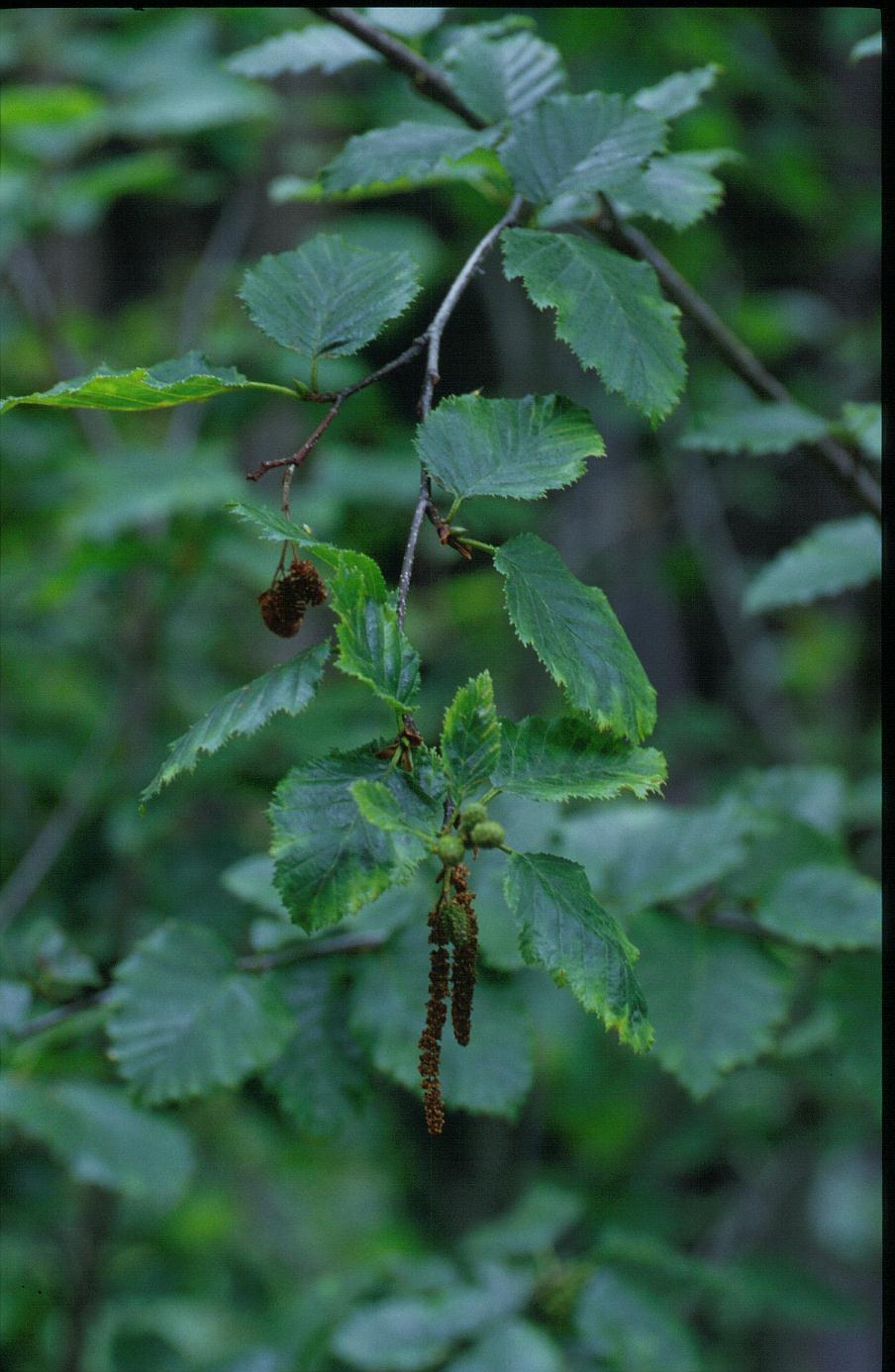 Alnus sinuata