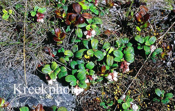 Vaccinium vitis-idaea