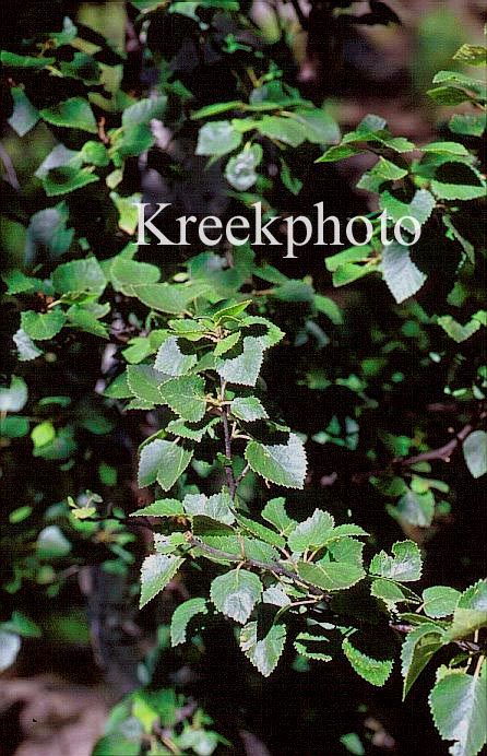 Betula pendula