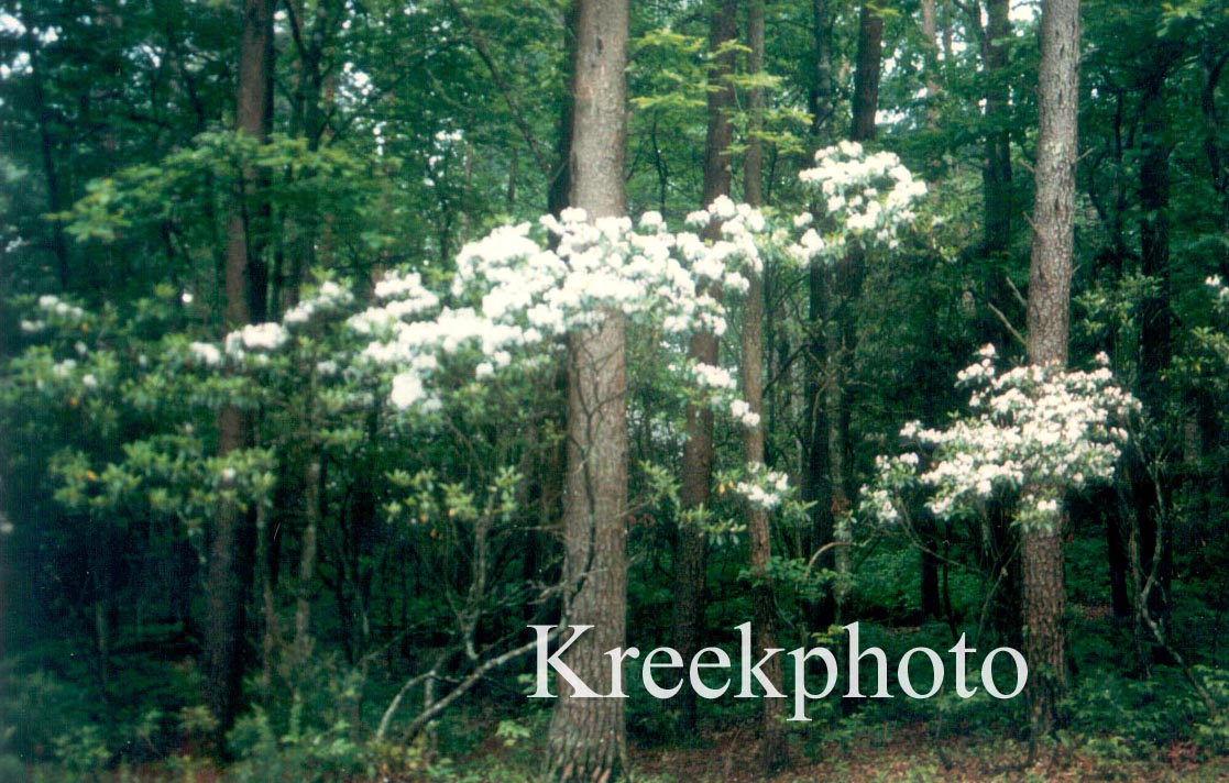 Kalmia latifolia