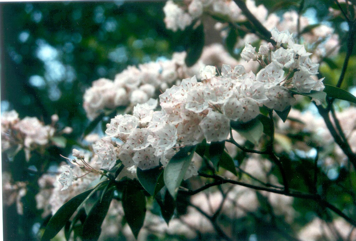 Kalmia latifolia