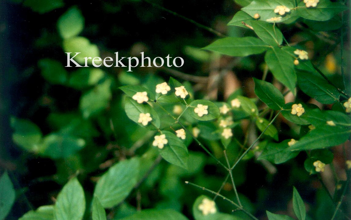 Euonymus grandiflorus