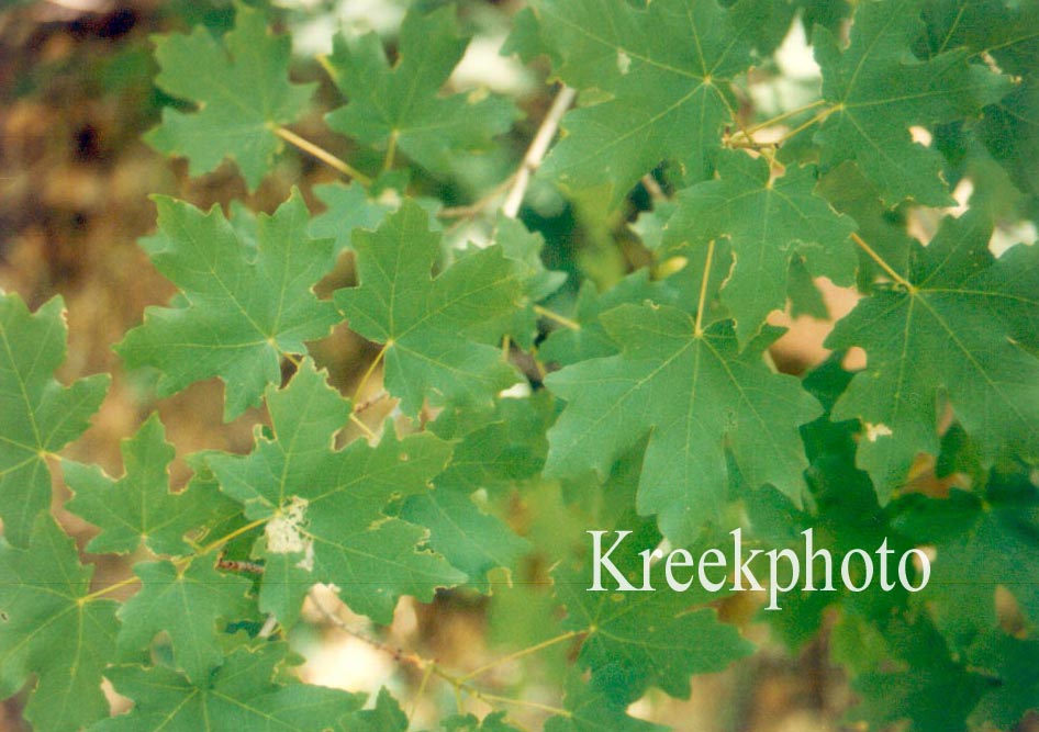 Acer saccharum ssp. grandidentatum