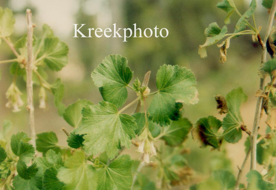 Ribes uva-crispa